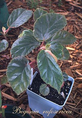 B. rufosericea